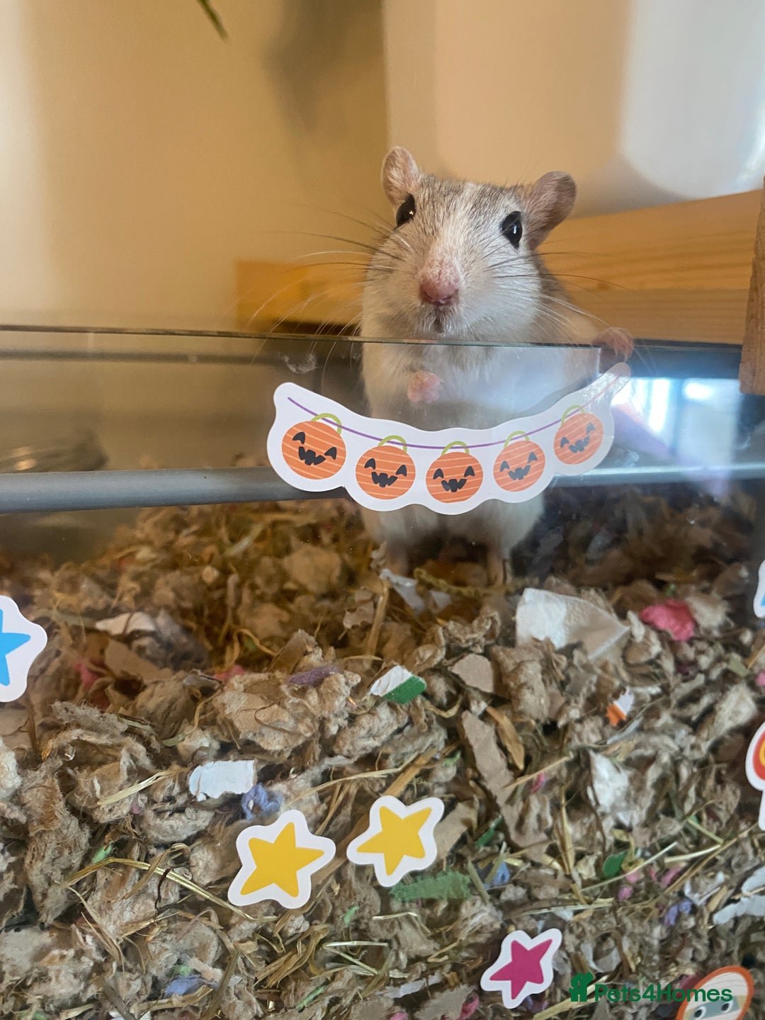 Gerbil rodents for sale: Detolf ikea tank and 2 make gerbils - Image 3