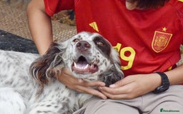 English Setter dogs for adoption: Kira  - Image 5
