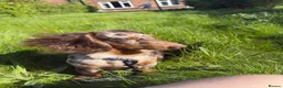 Miniature Dachshund dogs for sale: Lovely Tan Dapple, Miniature Dachshund, F, REHOME - Advert 5