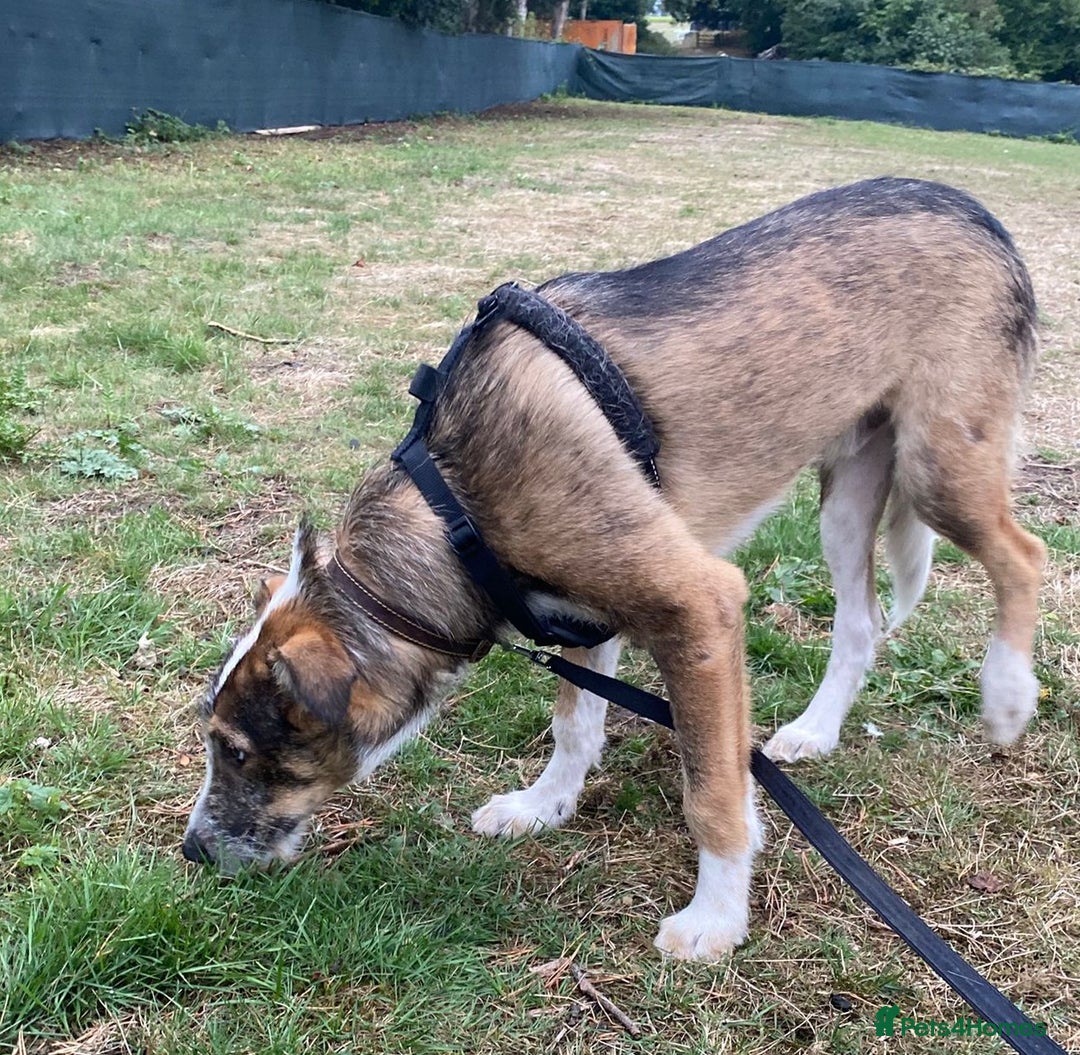 Mixed Breed dogs for adoption: 🐾💛 DIGBY – The Affectionate Big Softie! 💛🐾 - Advert 9