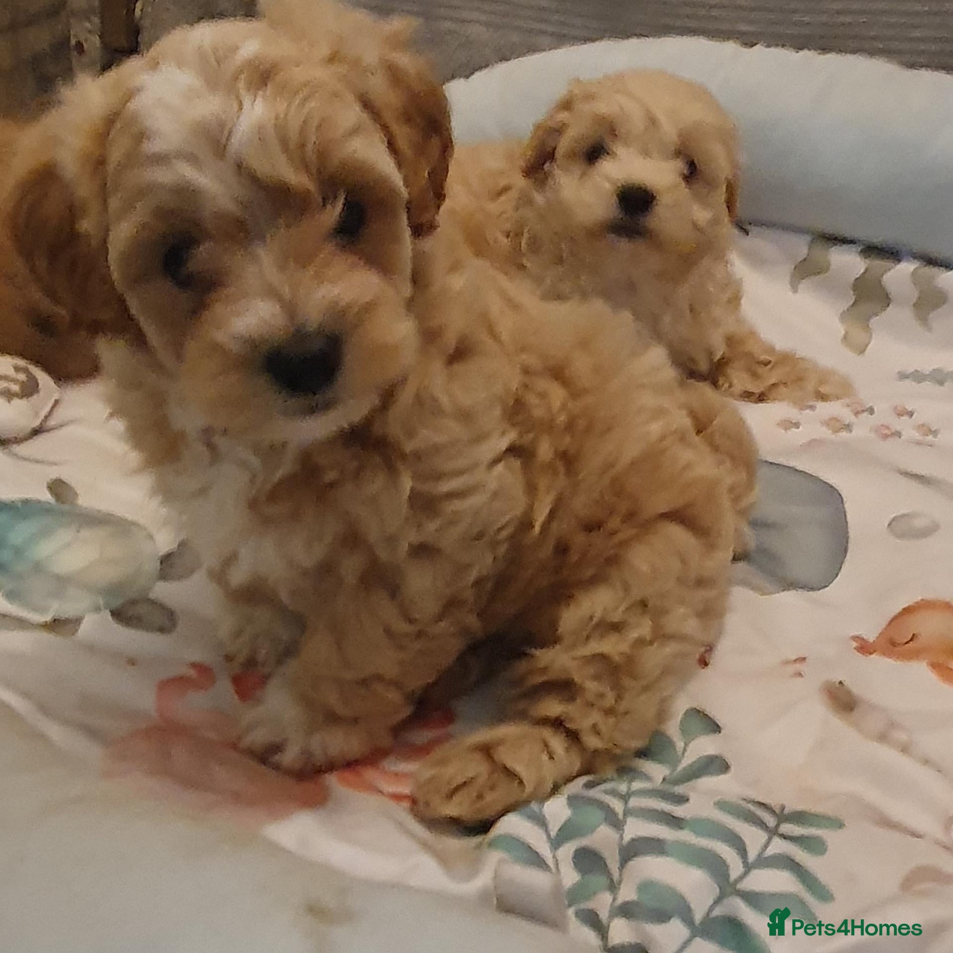 Maltipoo dogs for sale: Korean mulitpoo - Advert 2