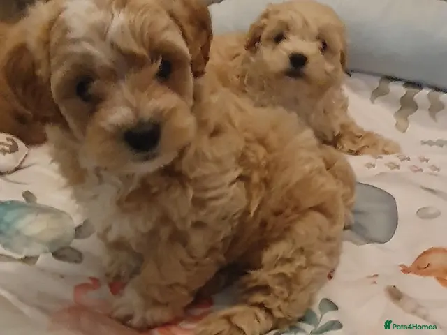 Maltipoo dogs for sale: Korean mulitpoo - Advert 2