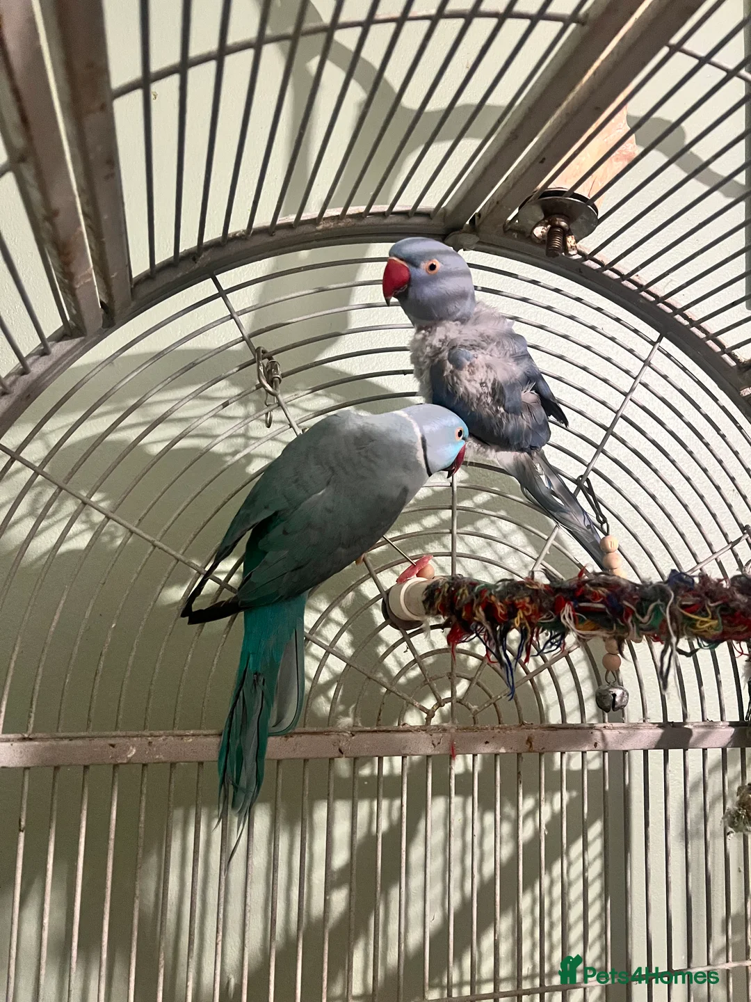 Ringnecks birds for sale: Bonded pair Indian Ringneck - Advert 4