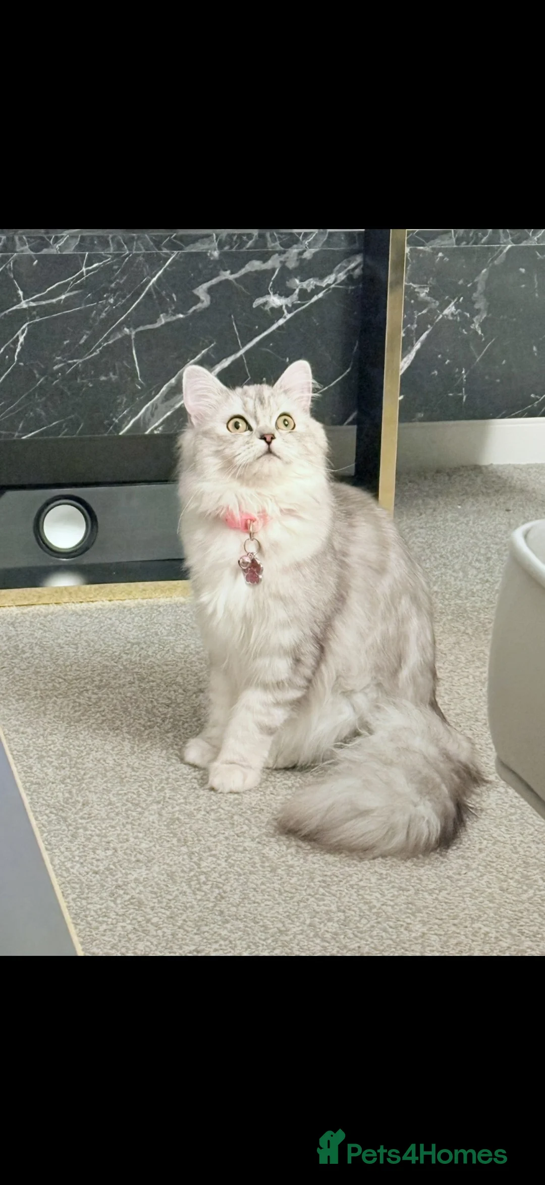 Perdoll cats for sale: 1 year old Female Perdoll - Advert 4