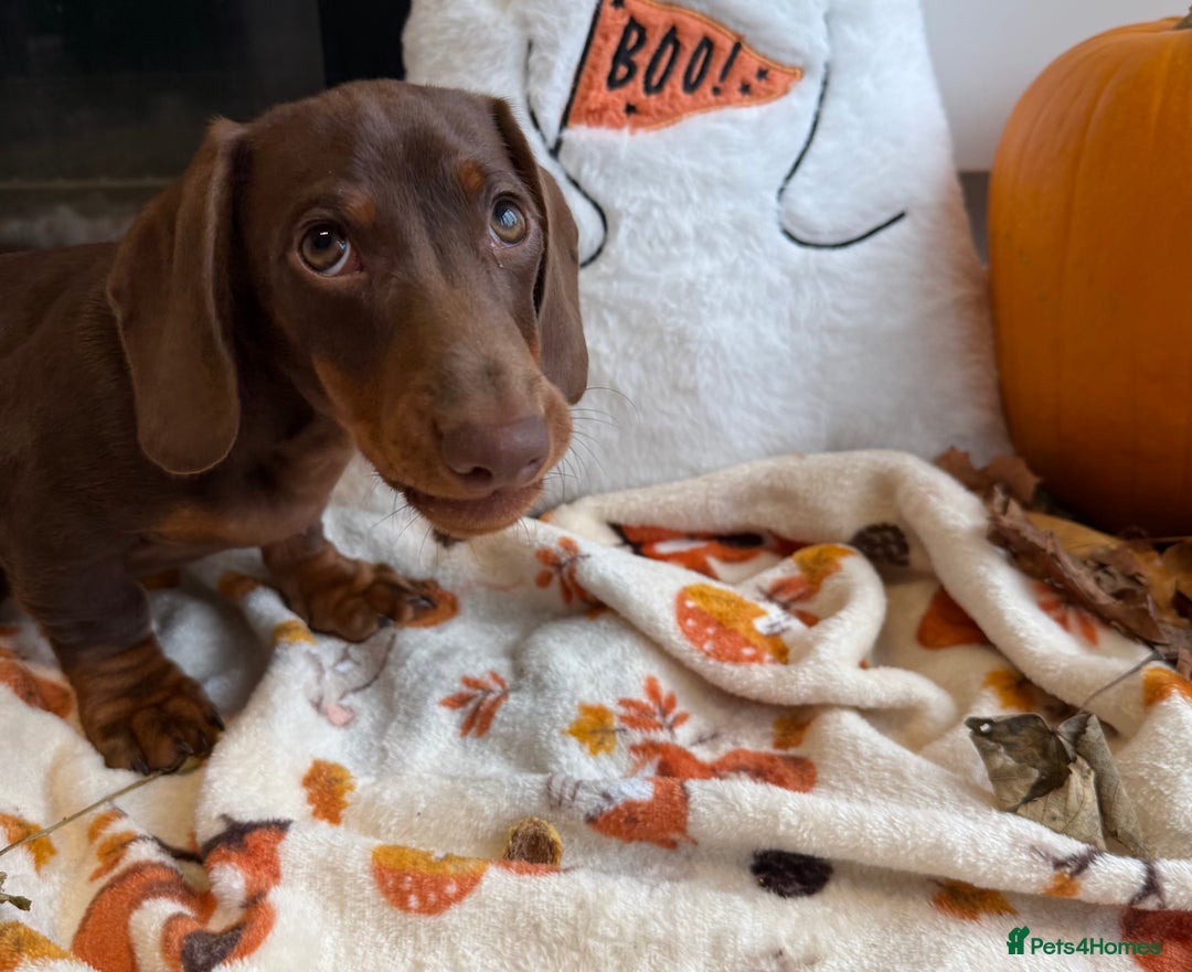 Miniature Dachshund dogs for sale: Perfect Miniature dachshund  - Image 7