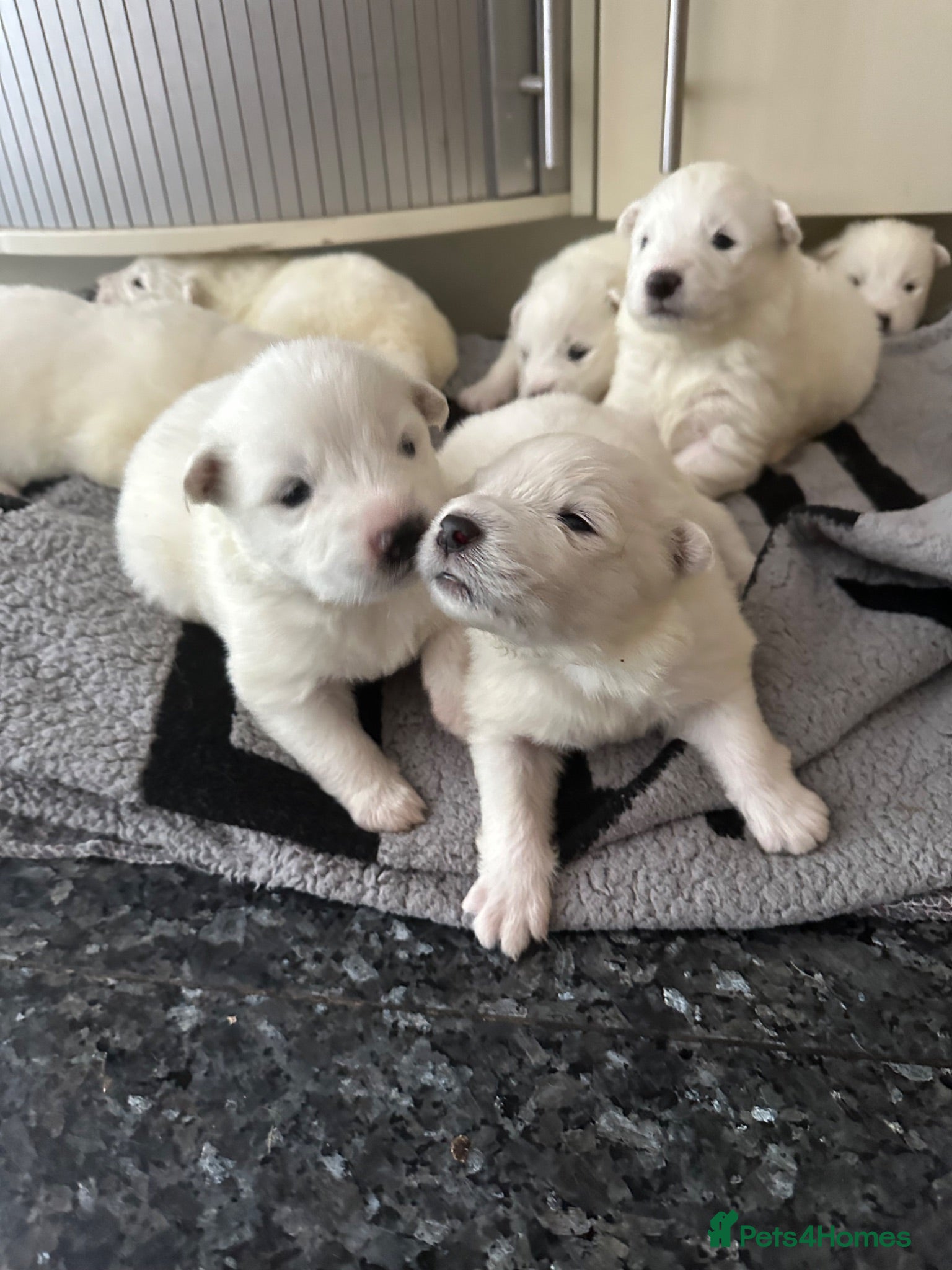 Samoyed dogs     Adorable Samoyed Puppies Looking for 5★ Homes - Advert 2