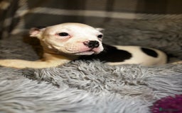 American Bully dogs for sale: perfect puppys - Image 16