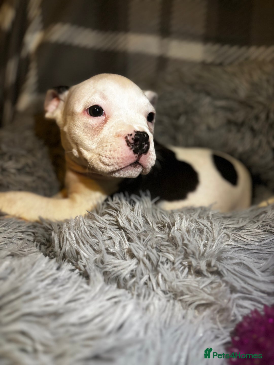 American Bully dogs for sale: perfect puppys - Image 16