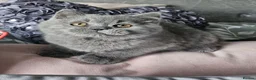 British Shorthair cats for sale: BLUE Boy - Advert 9