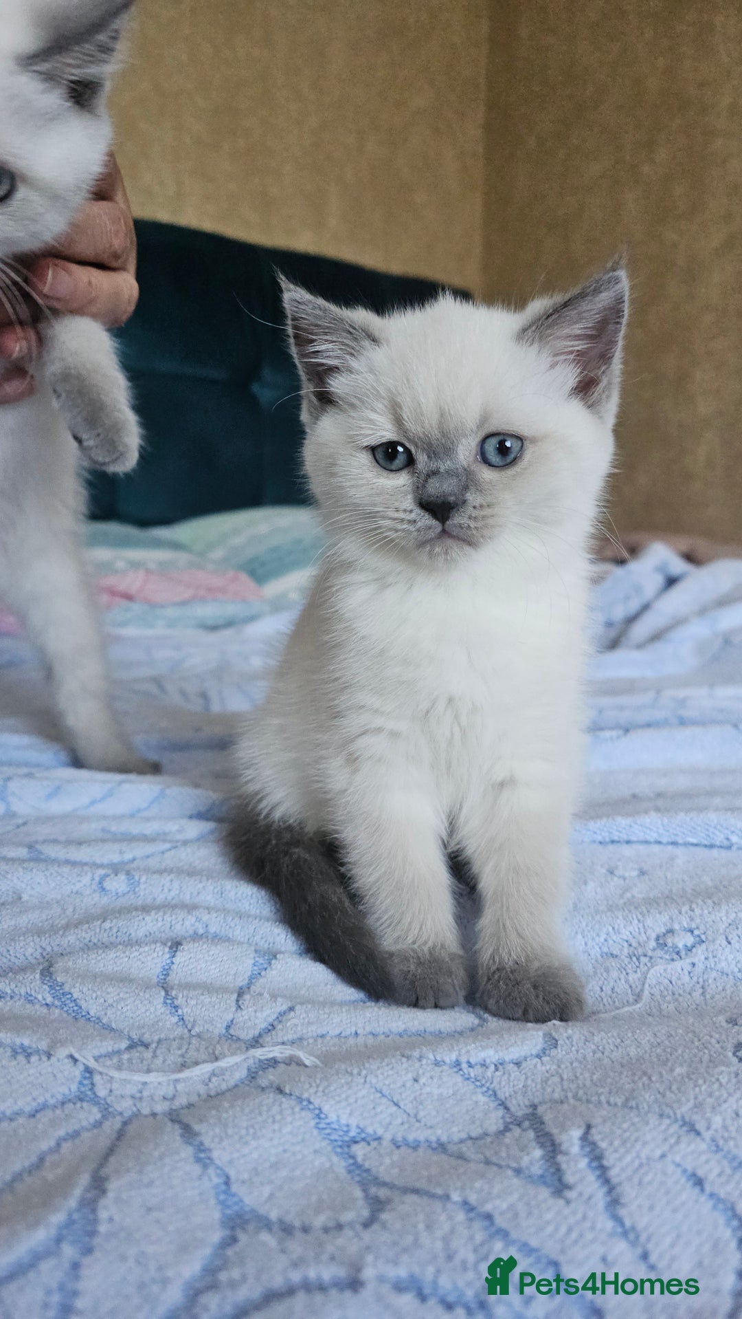 Scottish Fold cats for sale: 😻SF pedigree TICA 😸 READY TO LEAVE😸 - Image 24