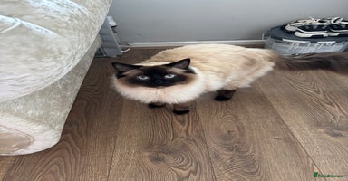 Ragdoll cats - Advert 6