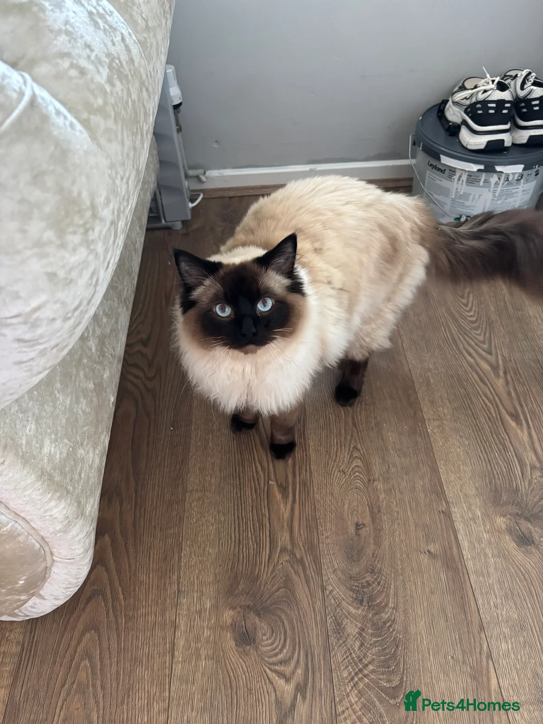 Ragdoll cats for stud: Beautiful blu  - Advert 3