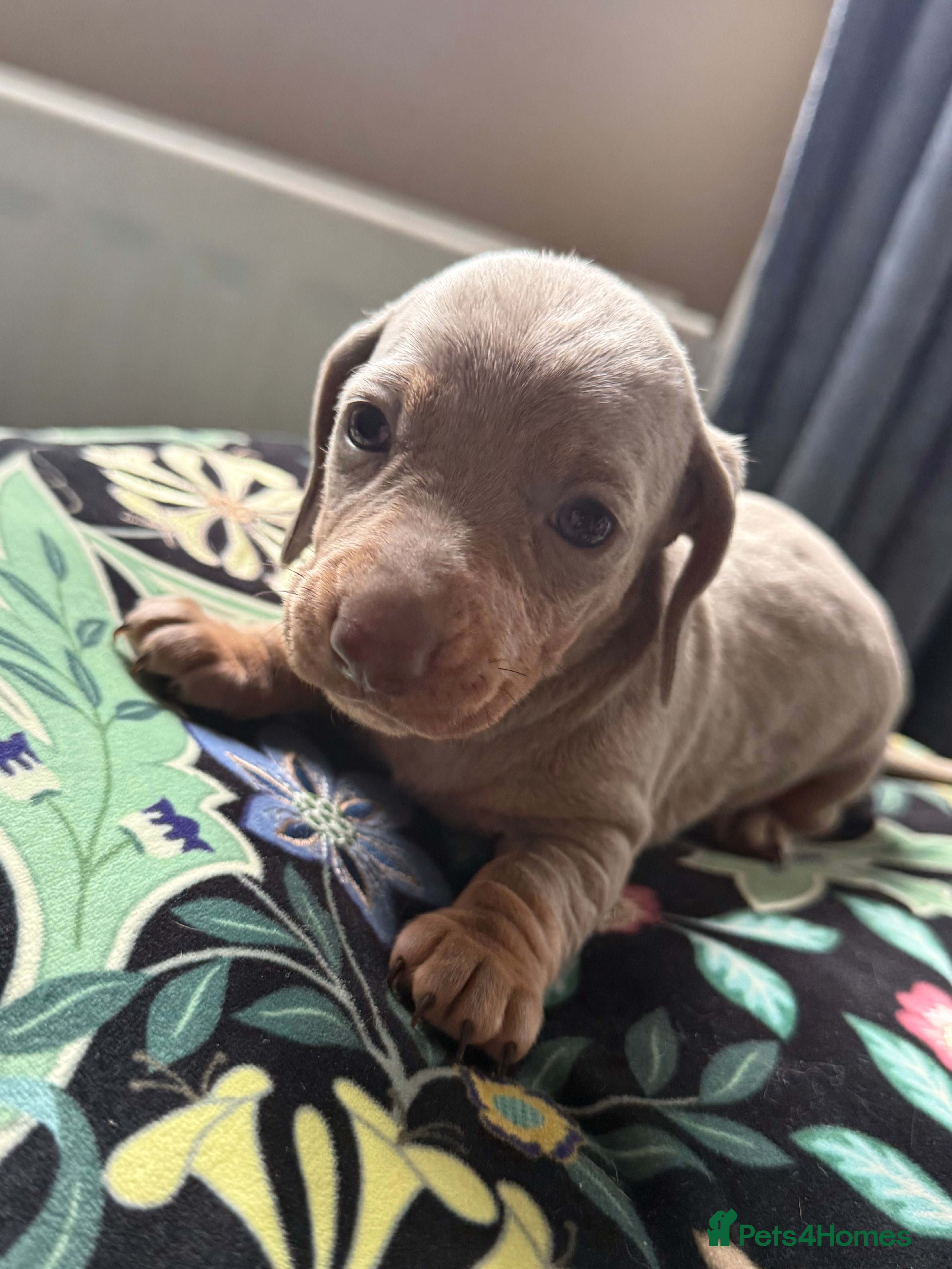 Miniature Dachshund dogs BEAUTIFUL DACHSHUND PUPPIES! - Advert 2