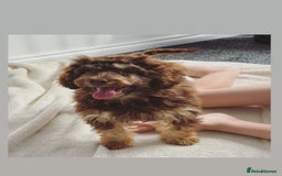 Cockapoo dogs for sale: Quality health tested miniature cockapoo girl! - Image 5