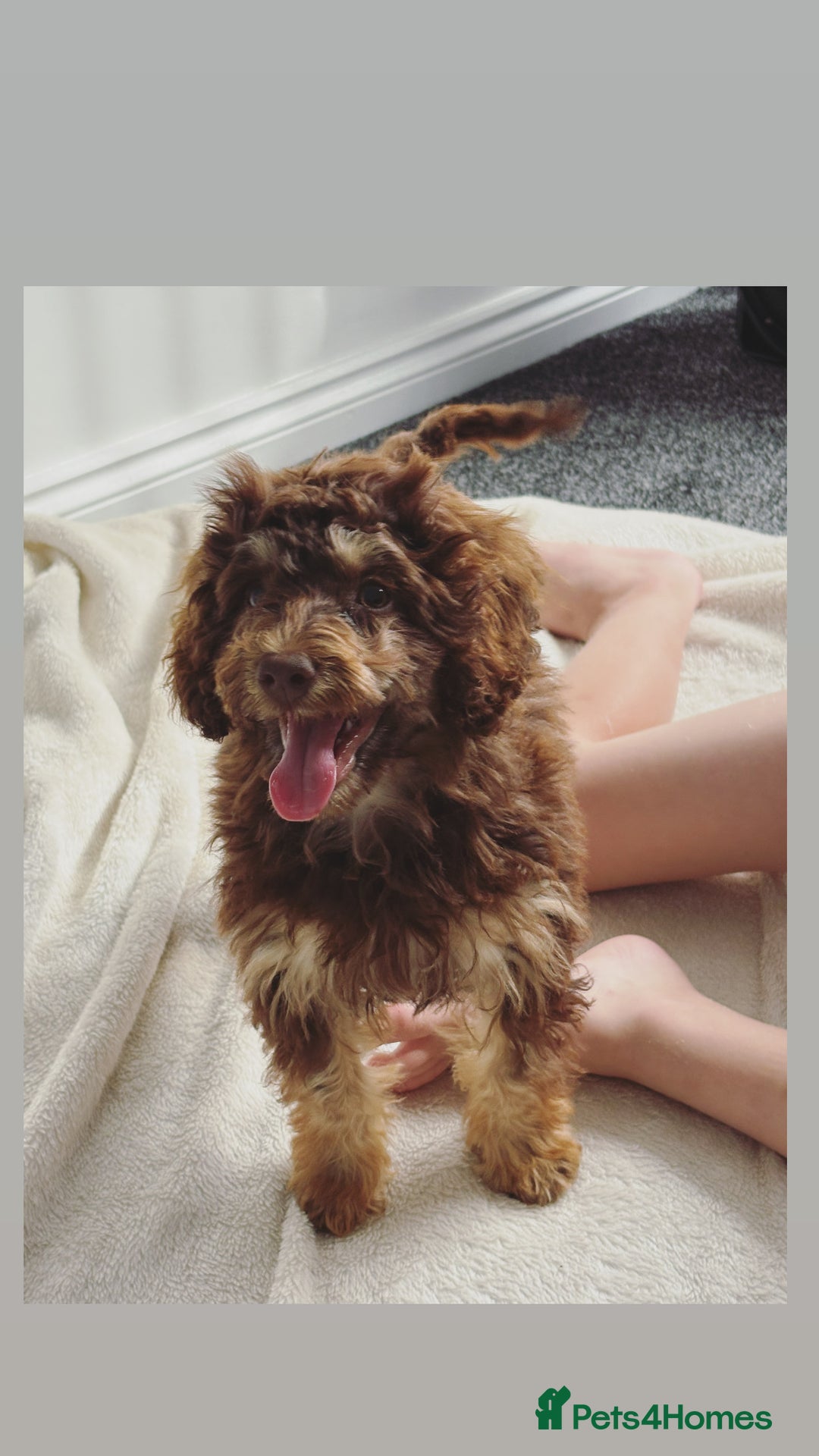Cockapoo dogs for sale: Quality health tested miniature cockapoo girl! - Image 5