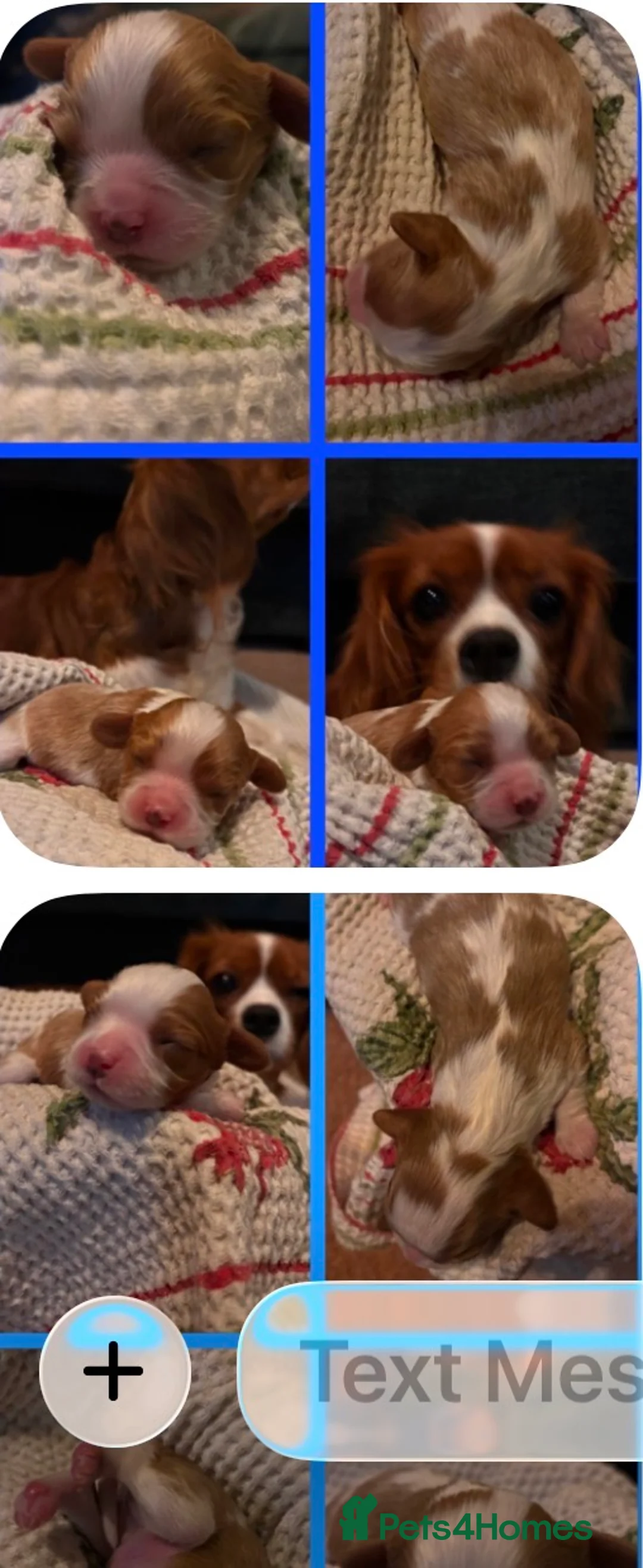 Cavalier King Charles Spaniel dogs for stud: Cavalier King Charles Stud Heart tested and DNA  - Advert 9