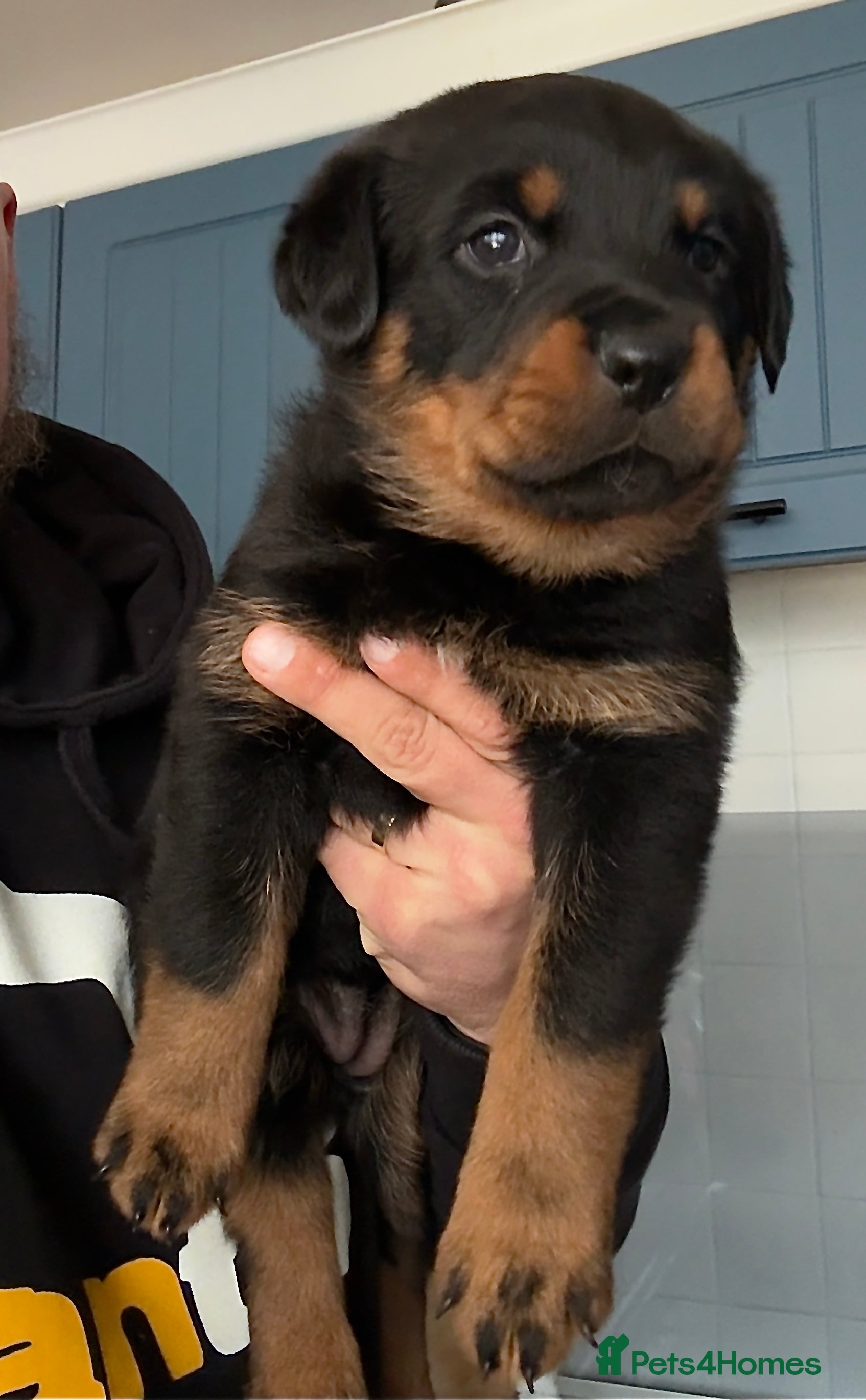 Rottweiler dogs Rottweiler Last Beautiful Girl available  - Advert 17
