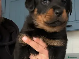 Rottweiler dogs Rottweiler Last Beautiful Girl available - Advert 17