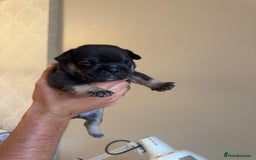 French Bulldog dogs for sale: French bulldog puppies🩷🩵 - Image 3
