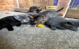 British Shorthair cats for sale: Beautiful kittens for sale - Image 39