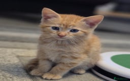 Mixed Breed cats for sale: Two beautiful Full girl kittens 😸 READY NOW - Image 2