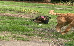 Yorkshire Terrier dogs for sale: Absolutely adorable mini yorkie puppies  - Image 7