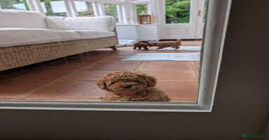 Toy Poodle dogs - Advert 6