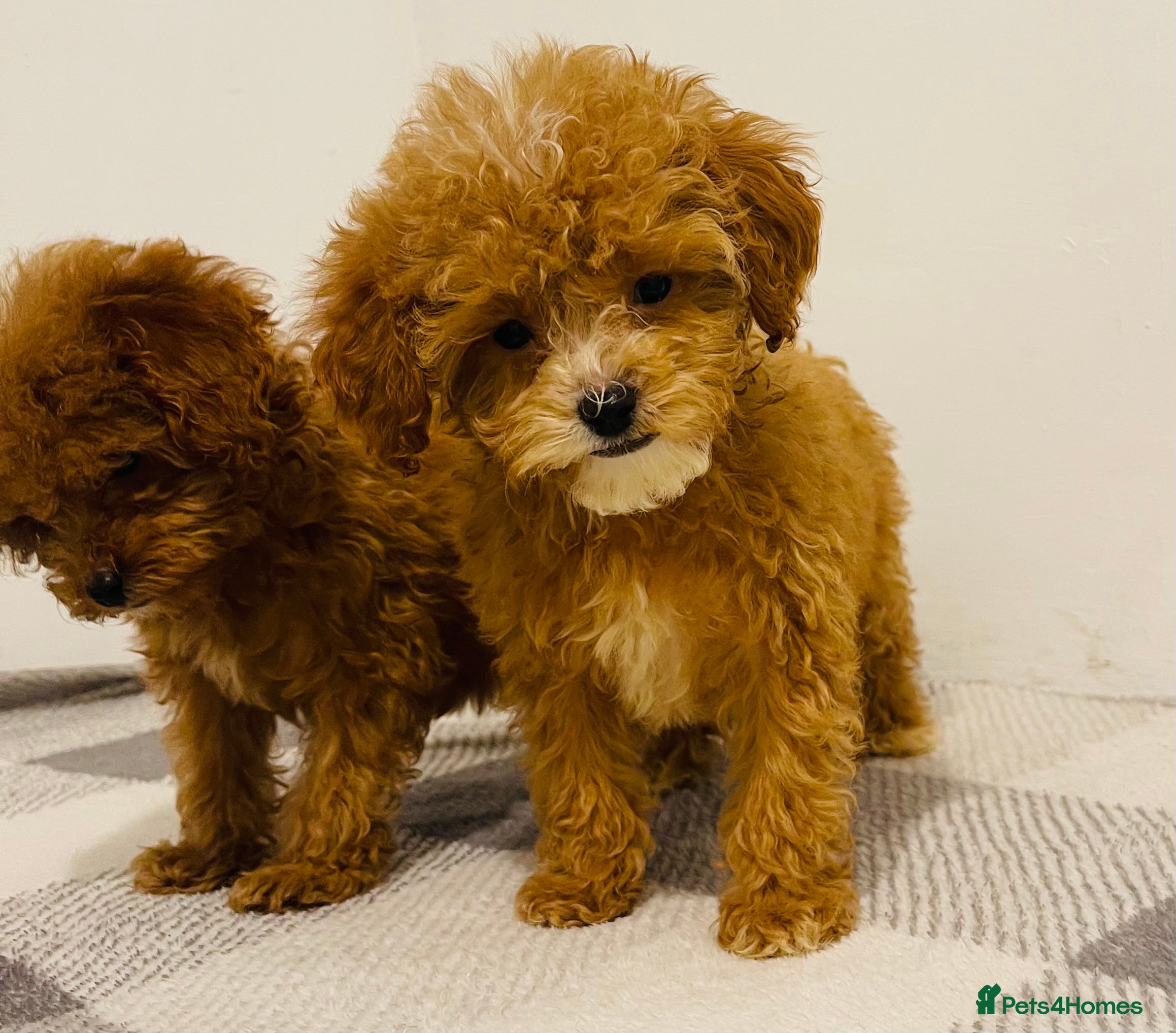 Cavapoo dogs Beautiful Cavapoo Puppies – Ready for Loving Homes - Advert 1