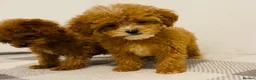 Cavapoo dogs for sale: Beautiful Cavapoo Puppies – Ready for Loving Homes - Advert 2