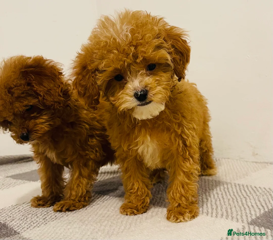 Cavapoo dogs for sale: Beautiful Cavapoo Puppies – Ready for Loving Homes - Advert 2