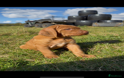 Hungarian Vizsla dogs for sale: Wirehaired Vizsla’s - Image 36