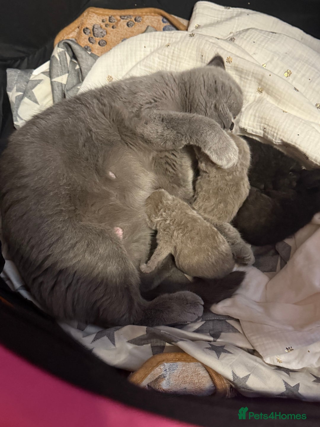 British Shorthair cats for sale: Beautiful British shorthair champion bloodlines - Image 25