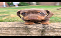 Miniature Dachshund dogs for sale: Smooth haired miniature dachshund  - Image 7