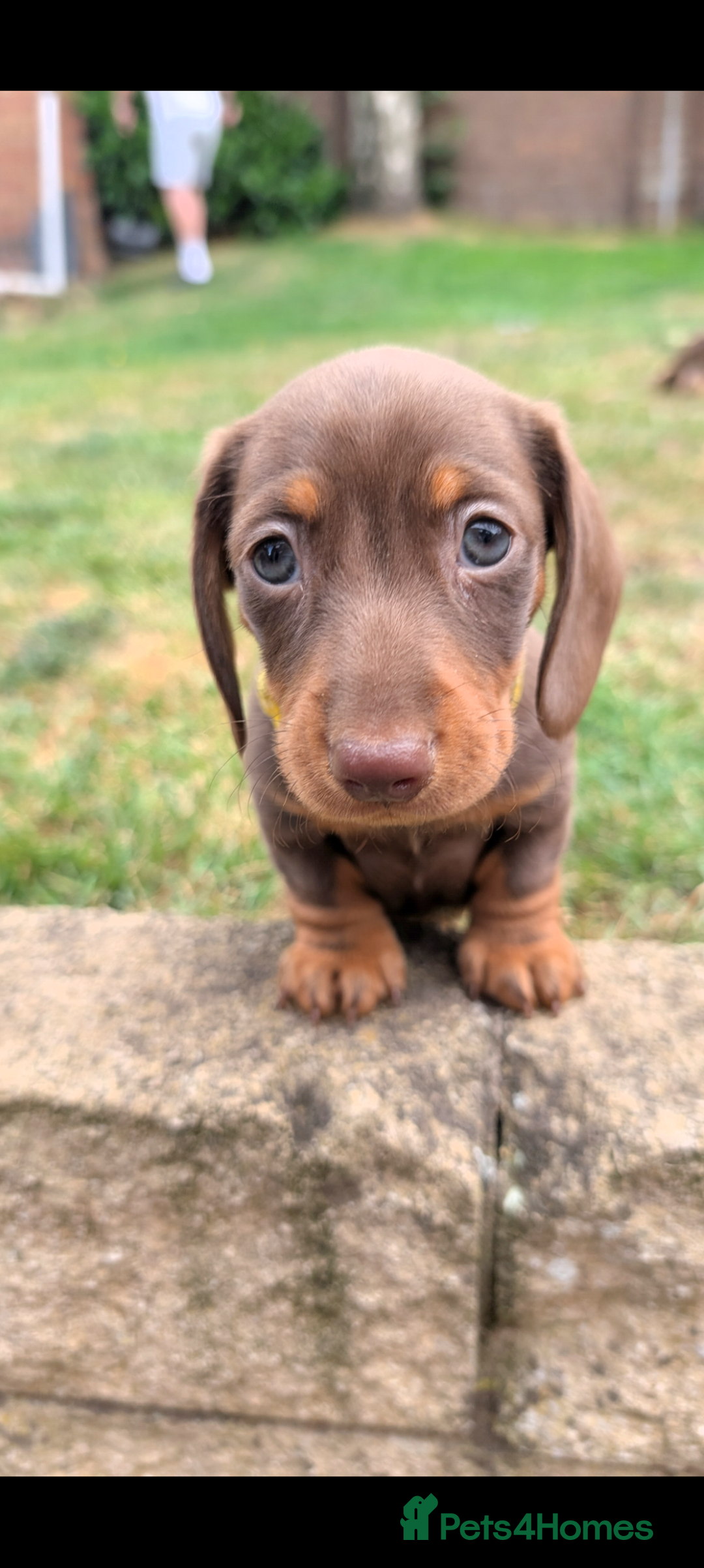 Miniature Dachshund dogs for sale: Smooth haired miniature dachshund  - Image 7