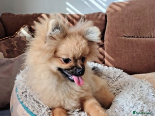 Pomeranian dogs Pom puppys with Kc reg , pedigree for sale - Advert 2
