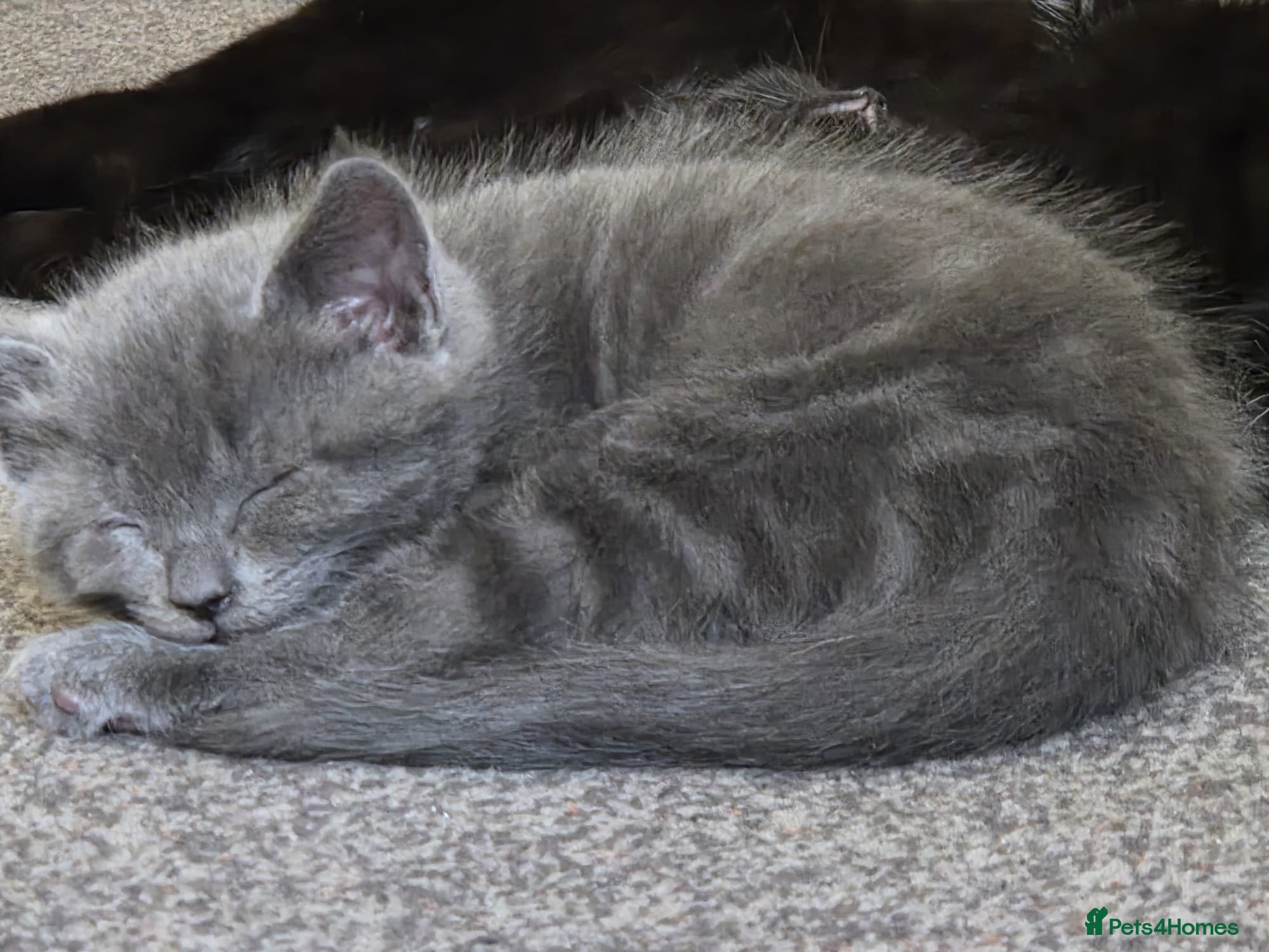 Mixed Breed cats 3 adorable kittens looking for their forever homes - Advert 1