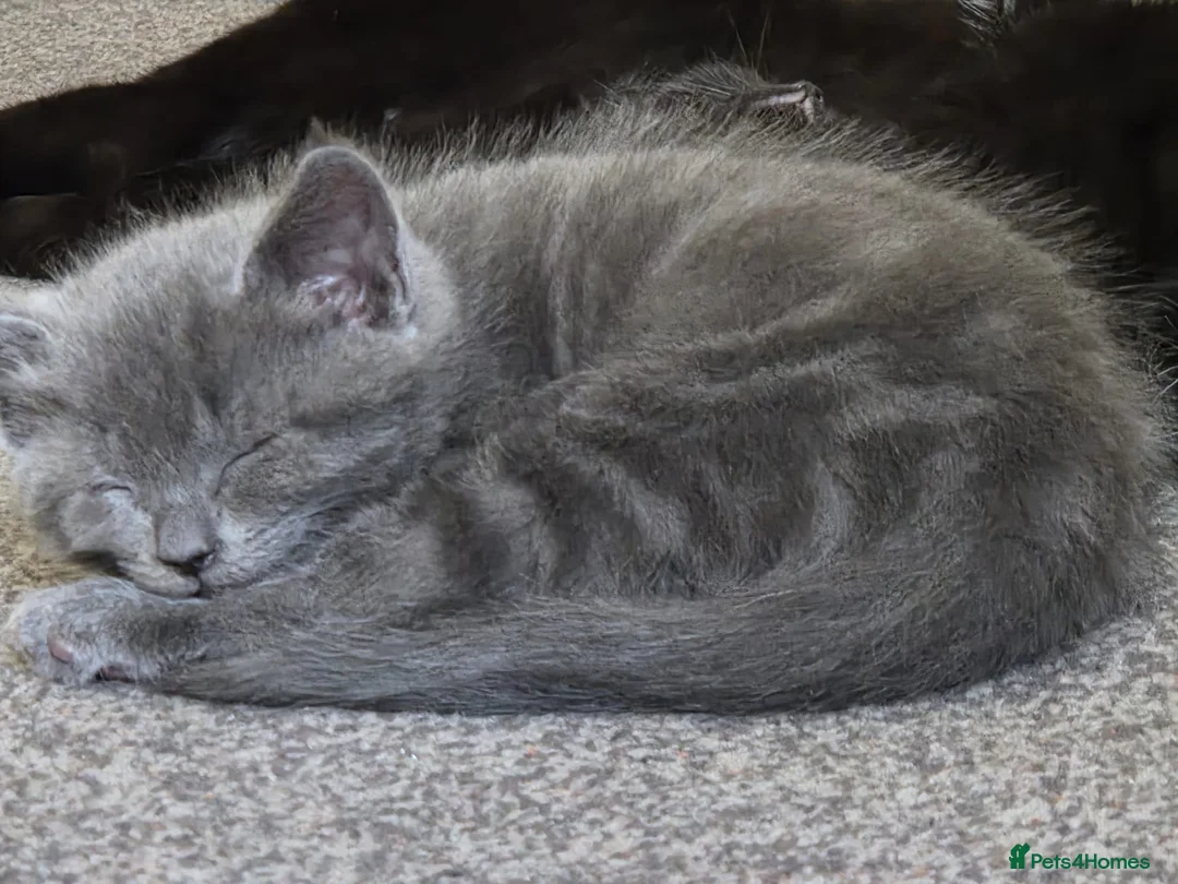 Mixed Breed cats for sale: 3 adorable kittens looking for their forever homes - Advert 1