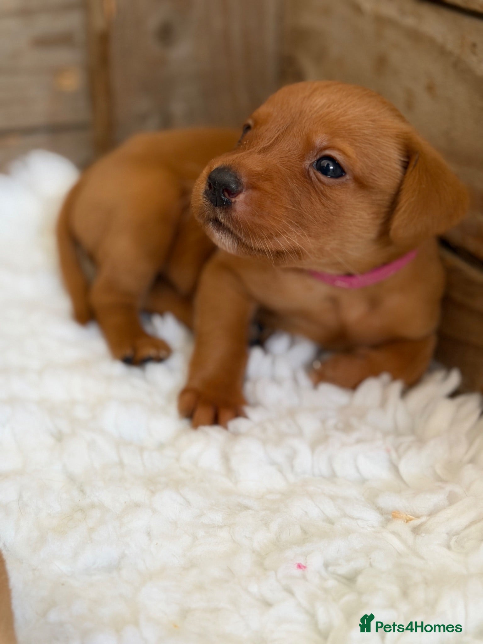 Labrador Retriever dogs KC Registered Labrador Puppies - Advert 2