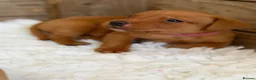 Labrador Retriever dogs for sale: Yellow / Fox Red KC Registered Labrador Puppies - Advert 7