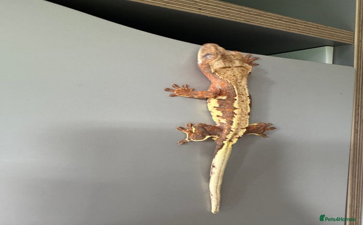 Gecko reptiles in Upminster - Advert 2