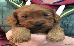 Cockapoo dogs for sale: 5* Miniature F1b Cockapoo Puppies - Advert 32