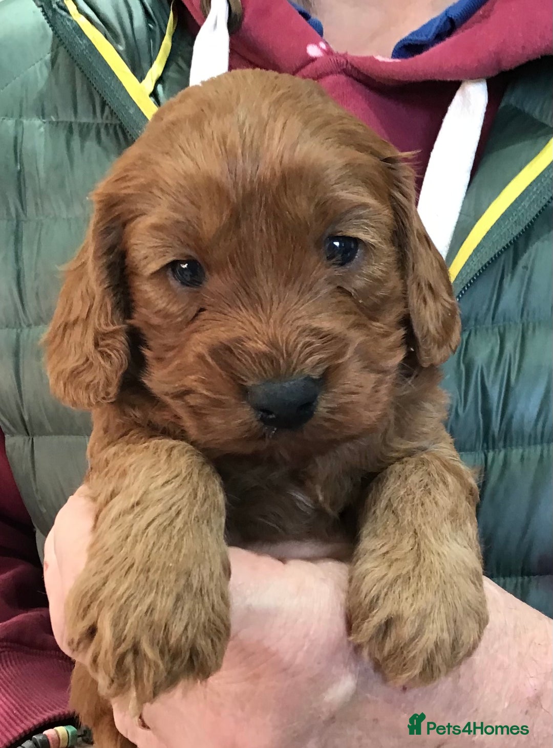 Cockapoo dogs for sale: 5* Miniature F1b Cockapoo Puppies - Advert 32