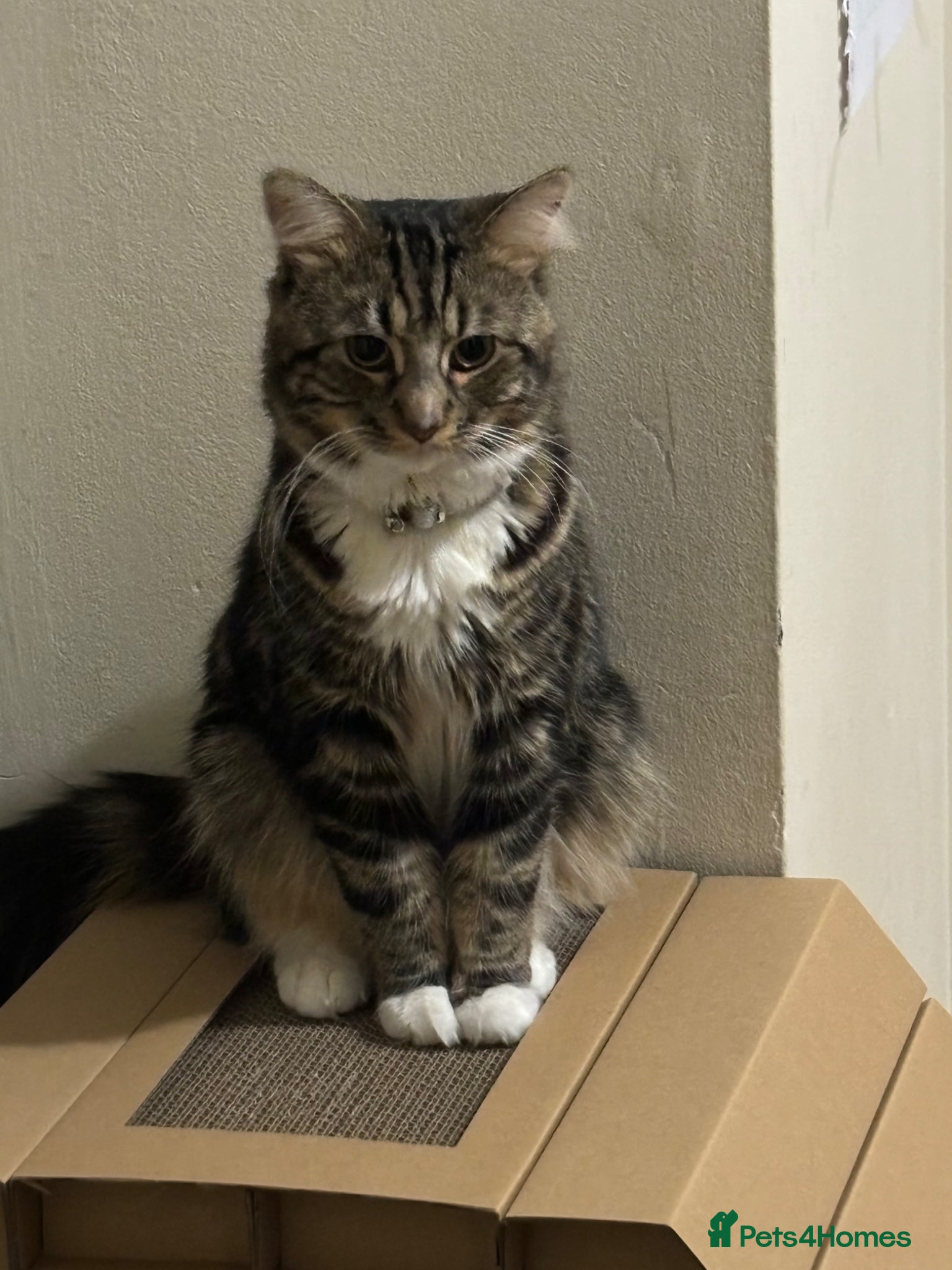 Mixed Breed cats 2 beautiful indoor cats.  - Advert 1