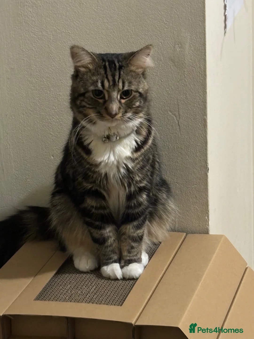 Mixed Breed cats for sale: 2 beautiful indoor cats.  in London - Advert 1