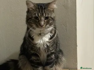 Mixed Breed cats 2 beautiful indoor cats. - Advert 2