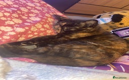 Persian cats for sale: Persian tabby cat - Image 2