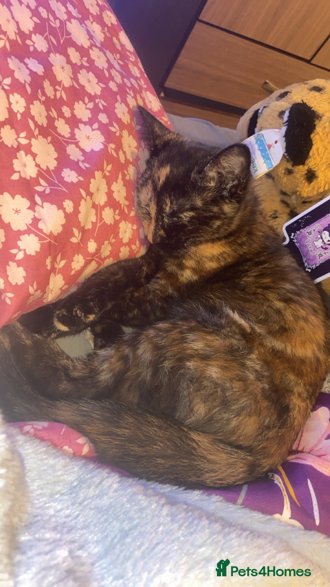 Persian cats for sale: Persian tabby cat - Image 2