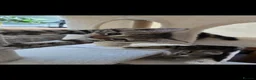 Mixed Breed cats for sale: 🐾 6 Beautiful Tabby Kittens 🐾 - Advert 7