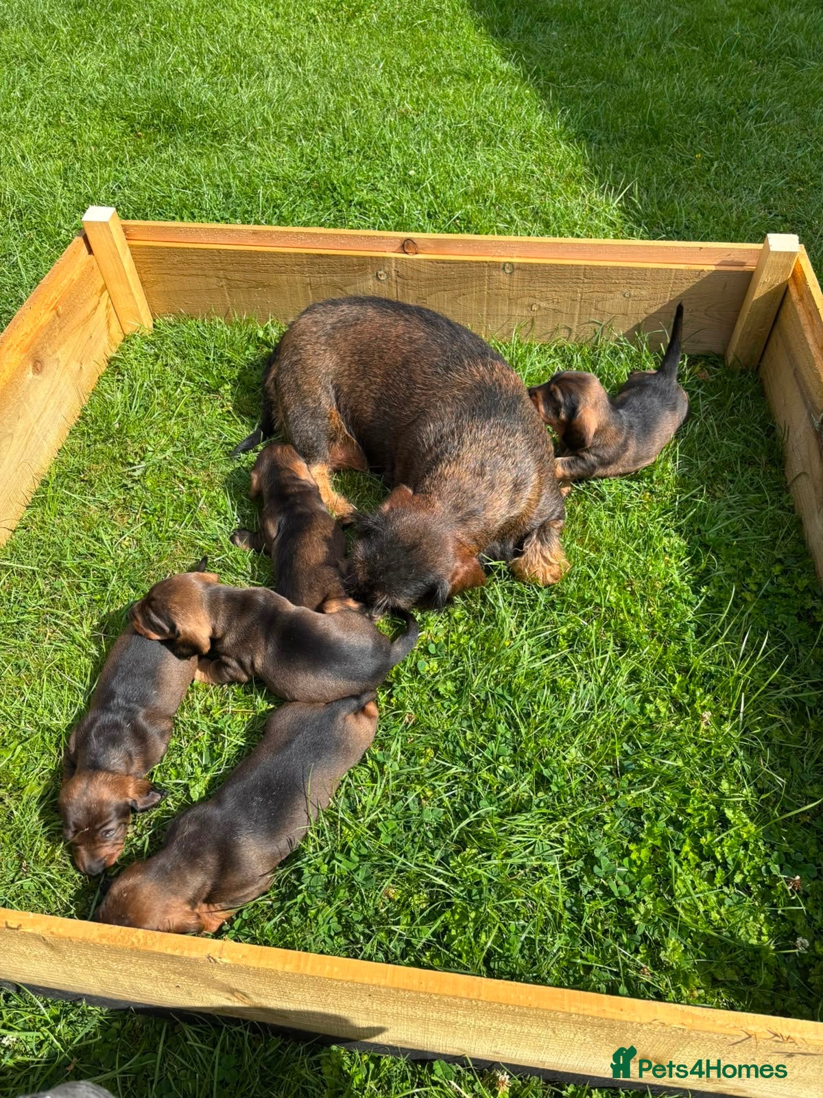 Dachshund dogs Teckels  - Advert 1