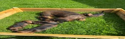 Dachshund dogs for sale: Teckels  - Advert 1